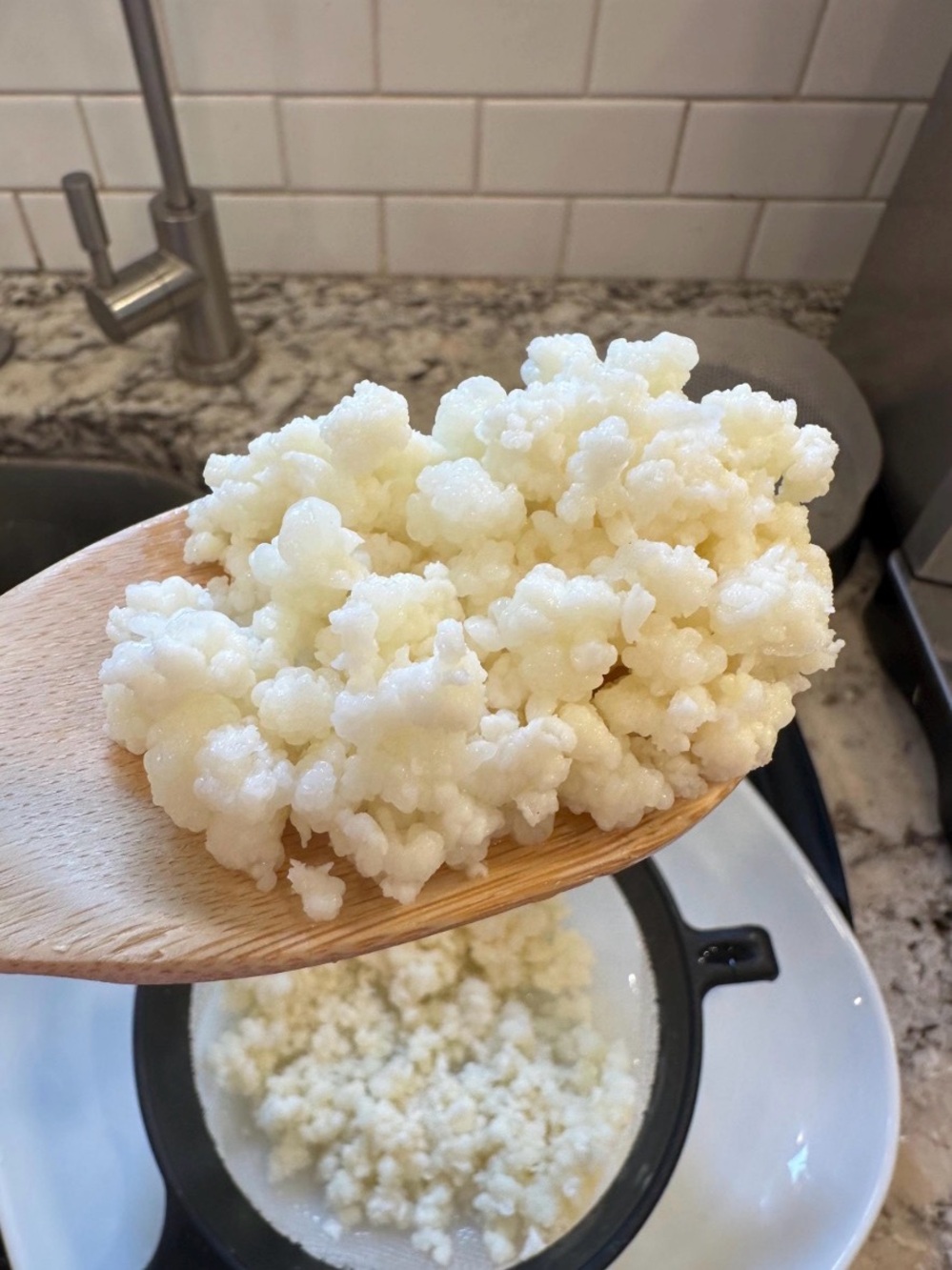 Live Milk Kefir Grains Active Starter Culture Ready to Grow Probiotic 2 Tbsps